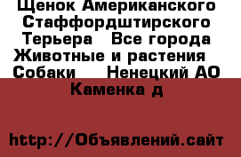 Щенок Американского Стаффордштирского Терьера - Все города Животные и растения » Собаки   . Ненецкий АО,Каменка д.